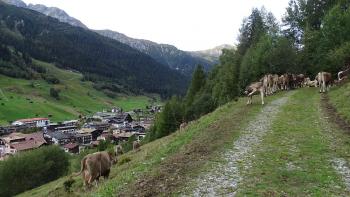 Sankt Anton und Kühe