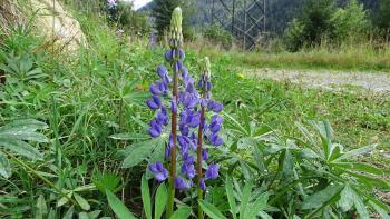 späte Lupinen