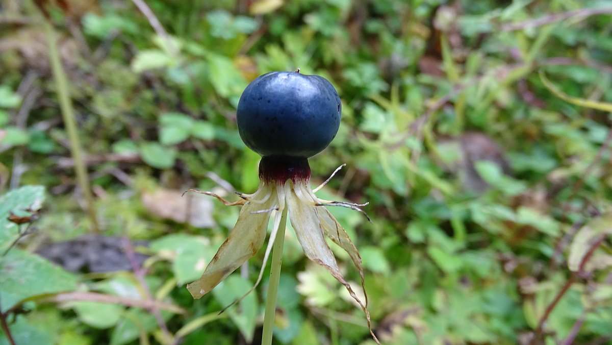 Einbeere (Paris quadrifolia)