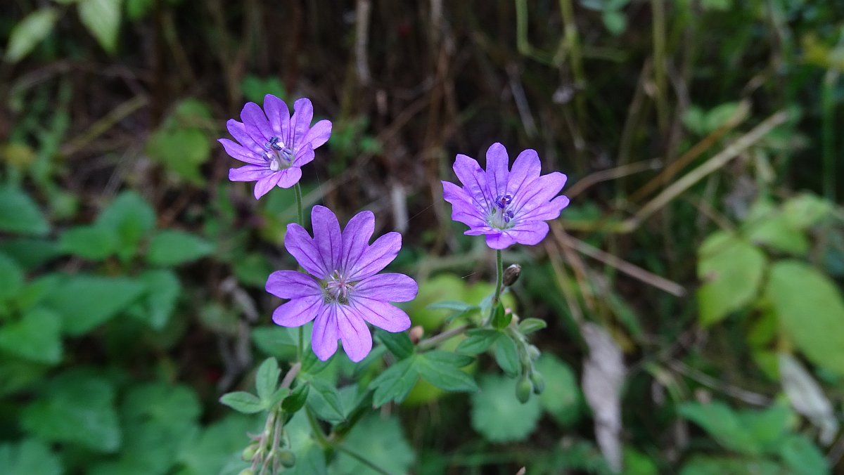 Weicher Storchschnabel (Geranium molle)