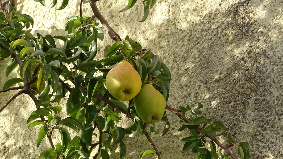 es gibt viele Obstbäume in der Stadt