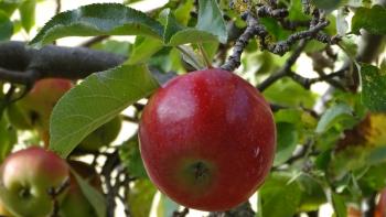 appetitlicher Apfel am Baum