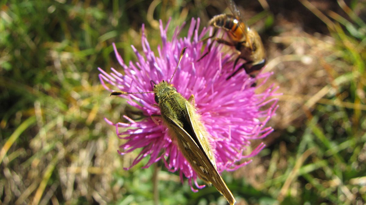 Schmetterling