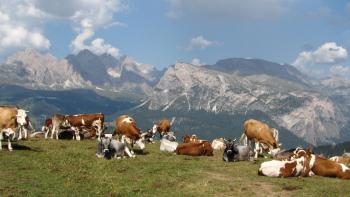 Kuhherde auf dem Monte Seura