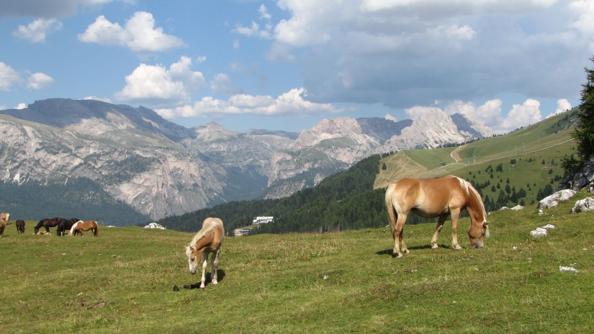 Haflinger (?)