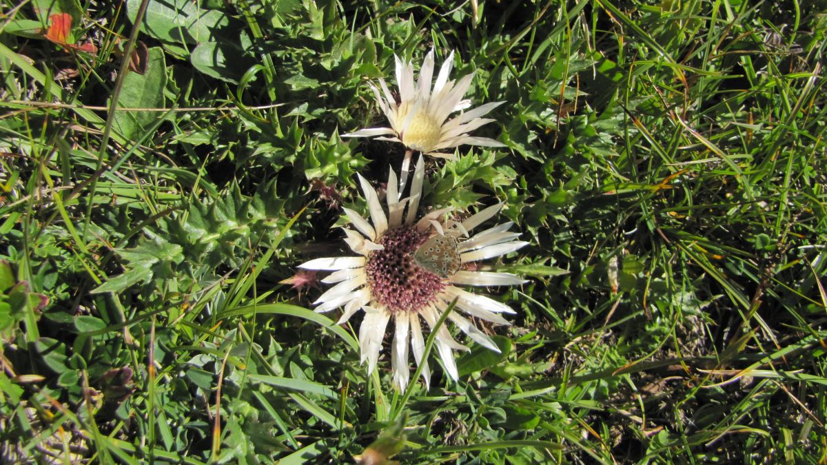 Silberdistel mit Bläuling