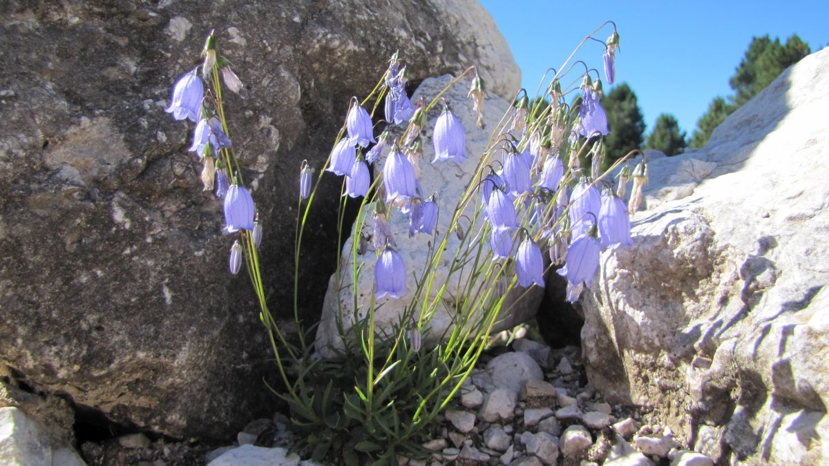 blaue Glöckchen