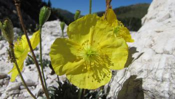 gelber Mohn