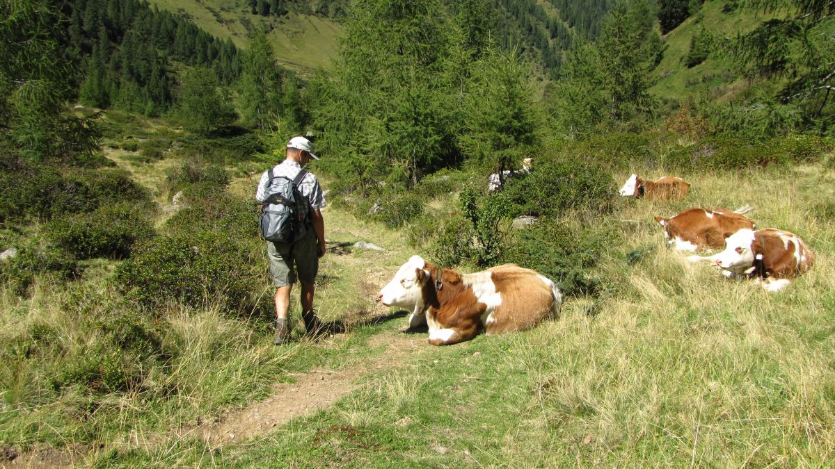 Wanderung zur Brugger Alm