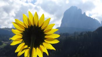 Sonnenblume vor Langkofel
