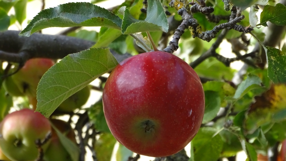 appetitlicher Apfel am Baum