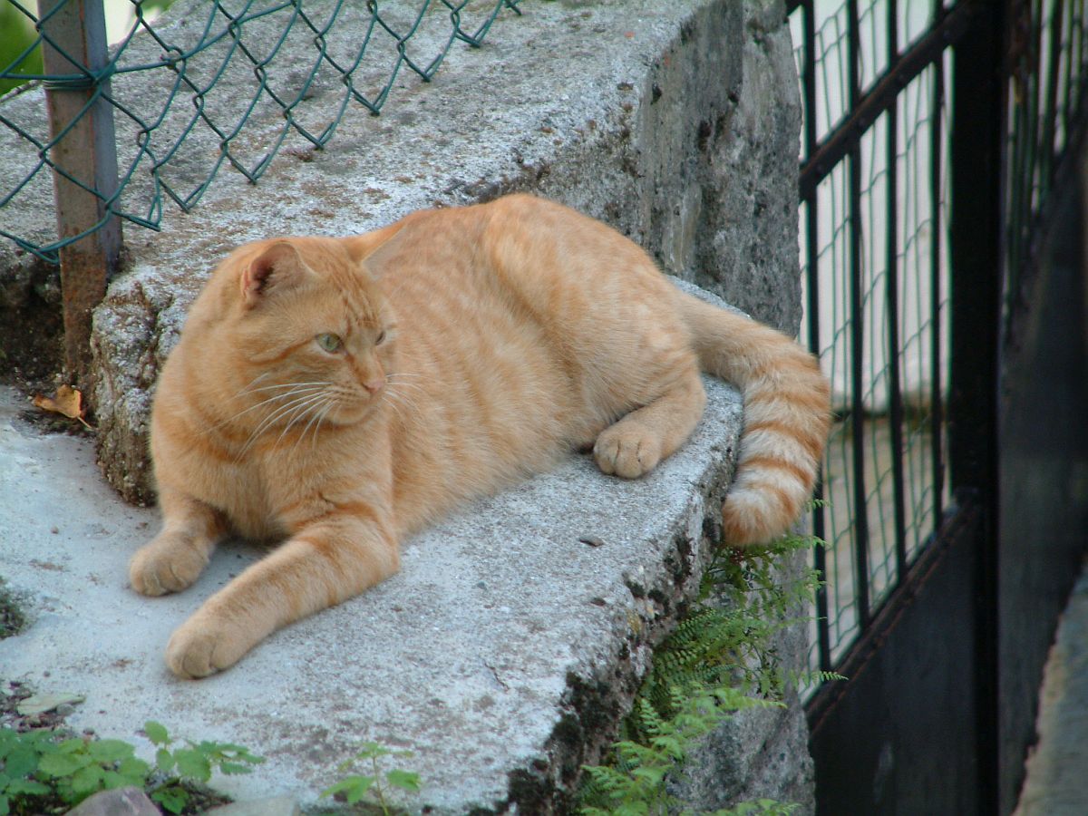 italienische Katze