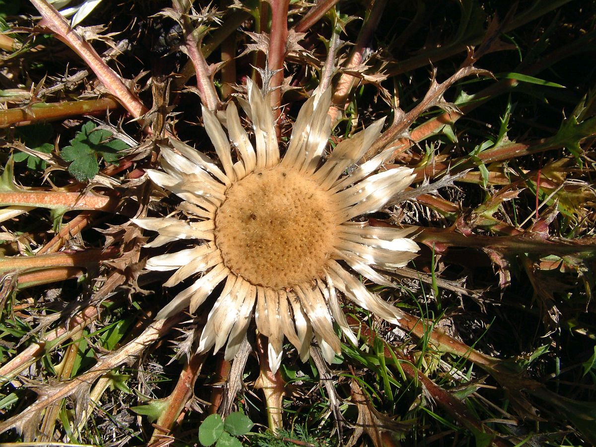 Silberdistel