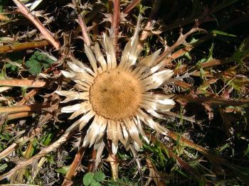 Silberdistel