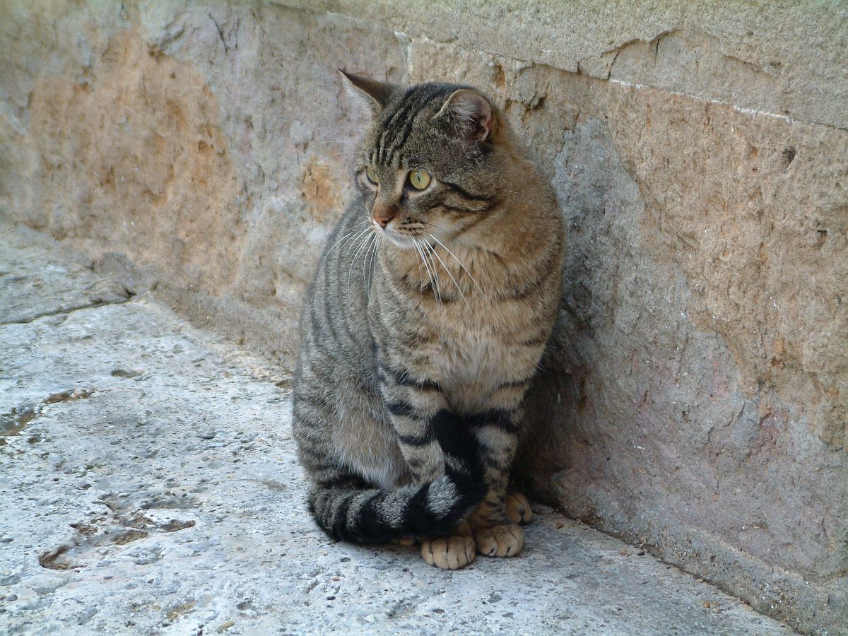 Katze von Pienza