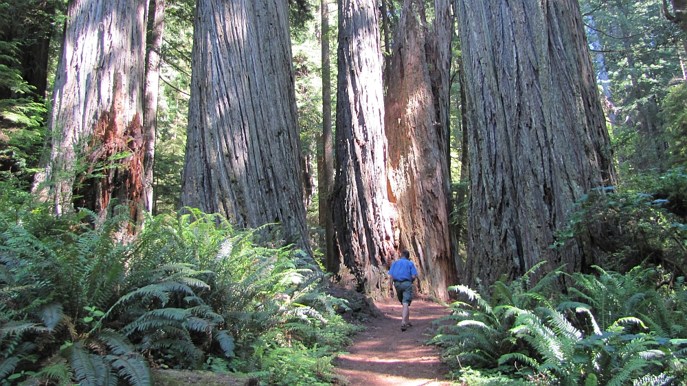 im Prairie Creek Redwood State Park