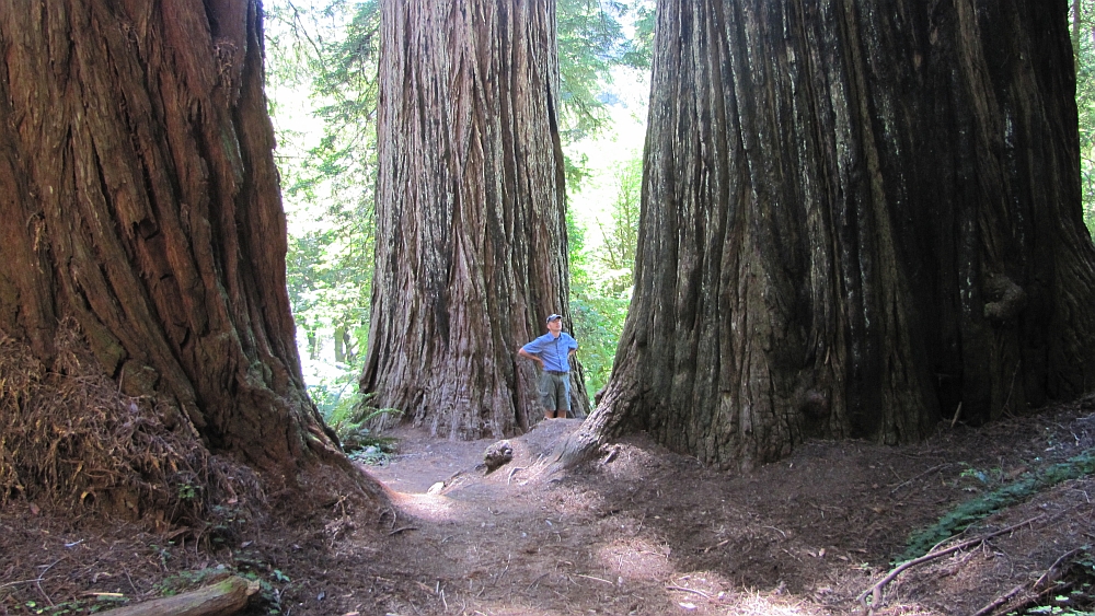 im Prairie Creek Redwood State Park