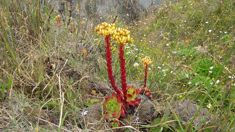 unbekannte Blumen