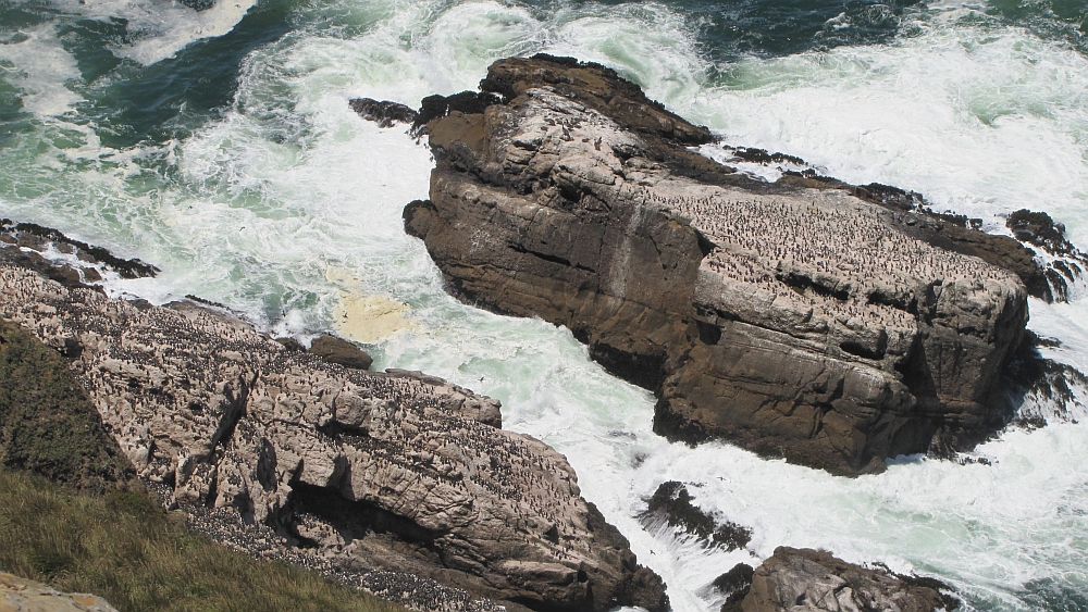 Point Reyes, Seevögelkolonie