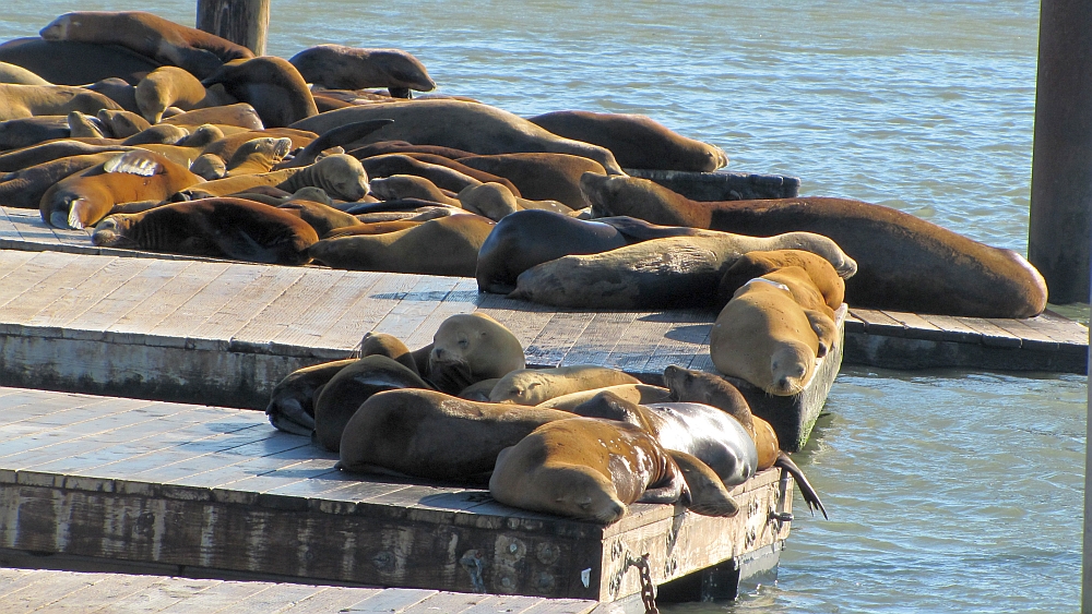 Pier 39