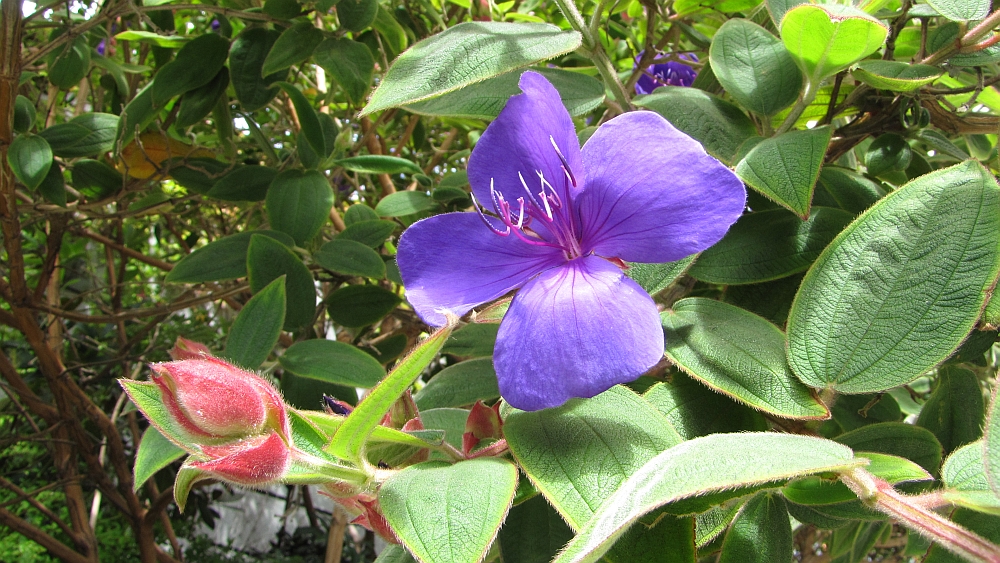 etwas für den eigenen Garten?