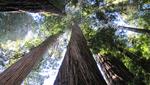 Vom Humbug Mountain zu den Redwoods