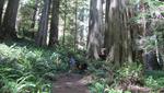 in den Redwoods
