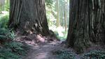 in den Redwoods